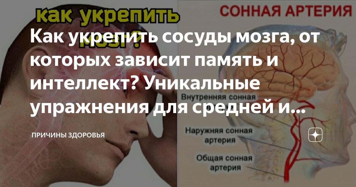 Перициты мозговых сосудов. Артерия. Мозговые доли.