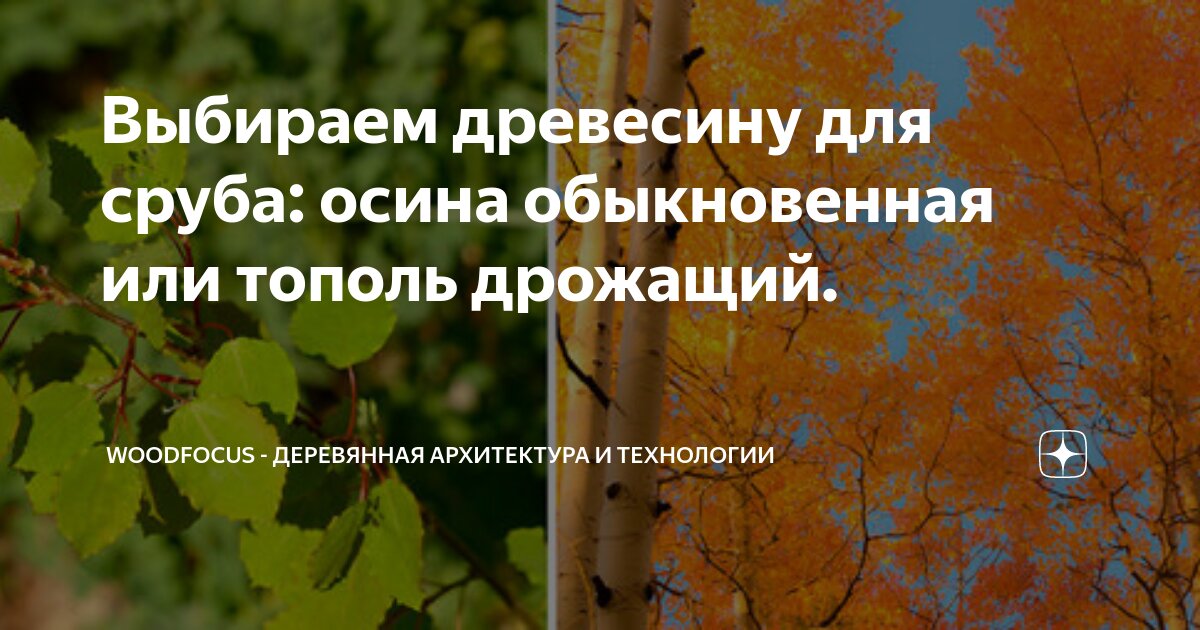 Семья тополь. Тургеневский дуб в Спасском-Лутовиново. Тургеневский дуб конкурс. Экологические признаки осины обыкновенной. 12 Октября: приметы и поверья.