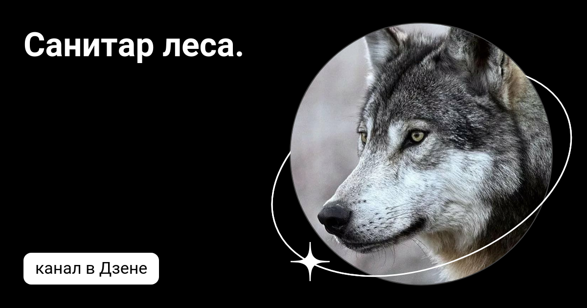 Санитар леса кто из животных. Санитар леса кто из животных