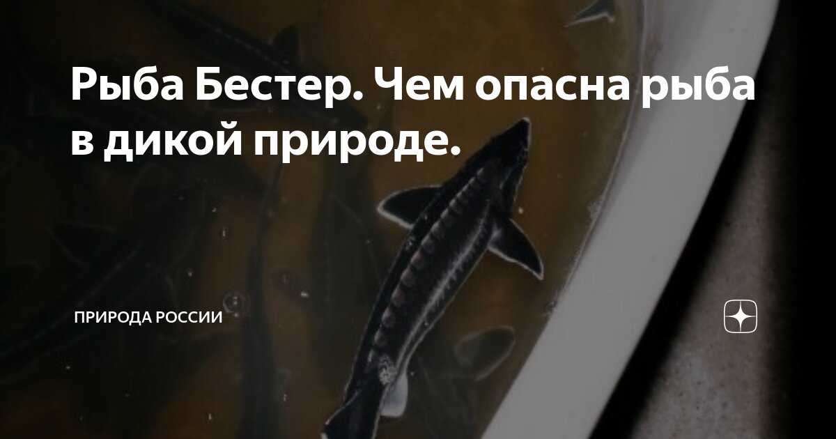 оценка качества мороженой рыбы. почему рыбные. что опаснее сырое мясо или рыба. питание рыб. почему рыбные.