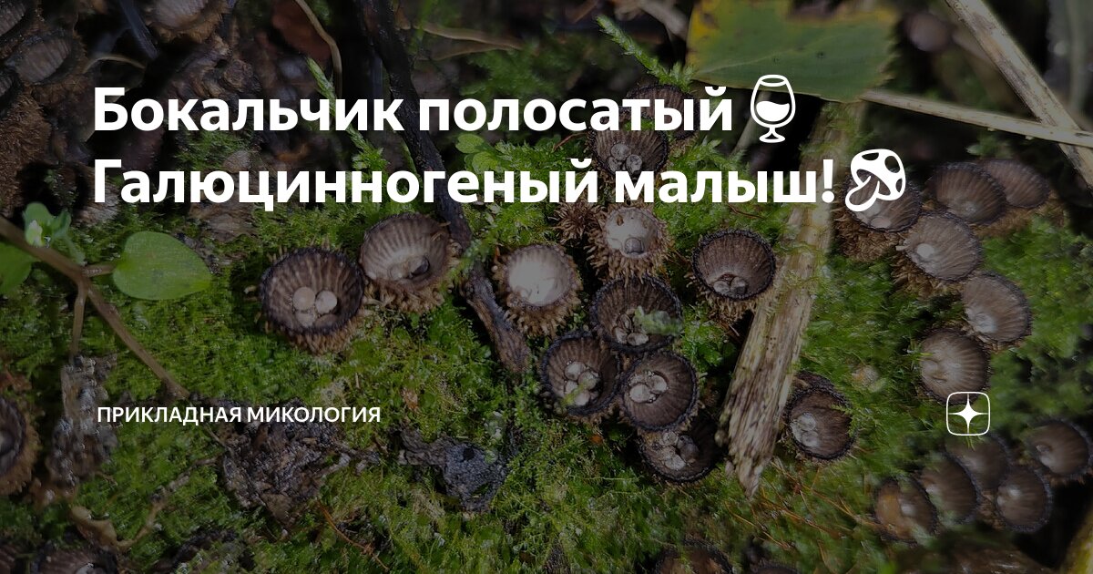 Бокальчик навозный: фото и описание гриба