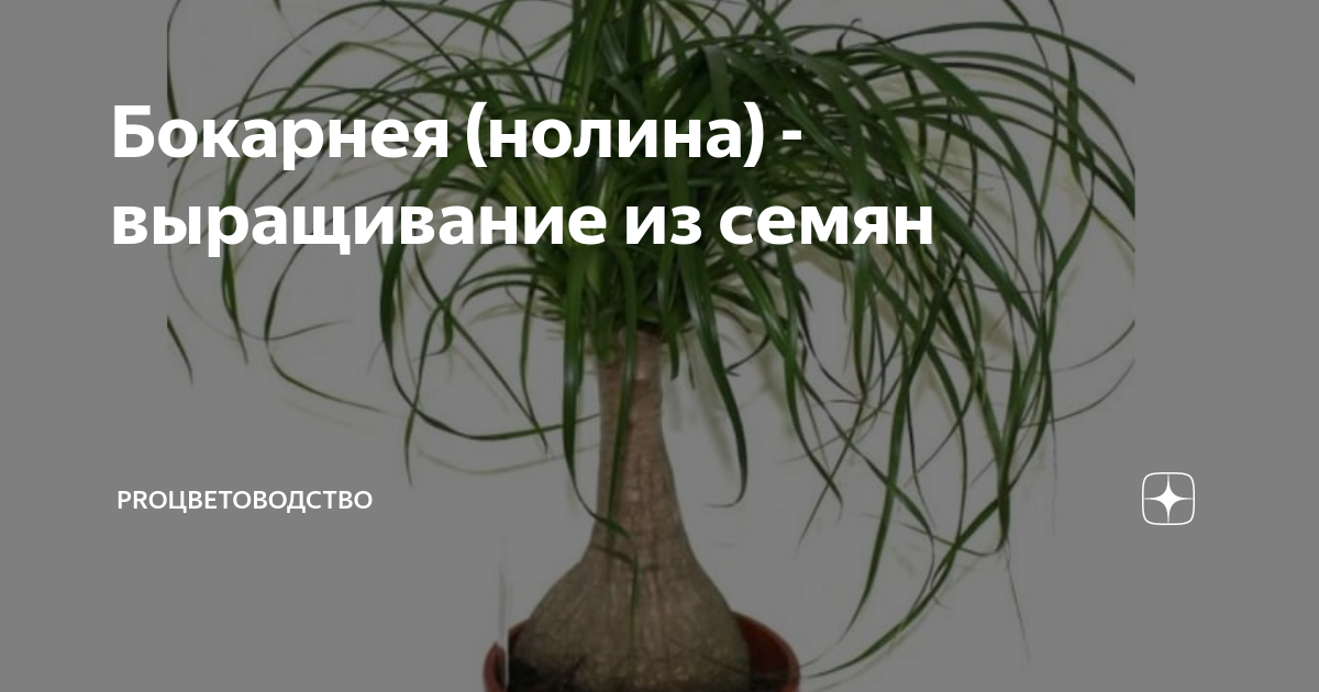 Нолину купить с доставкой 🌴 Greendekor