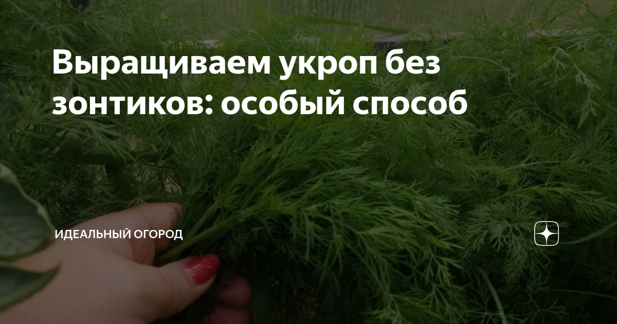 Выращиваем укроп без зонтиков: особый способ | Идеальный огород | Дзен