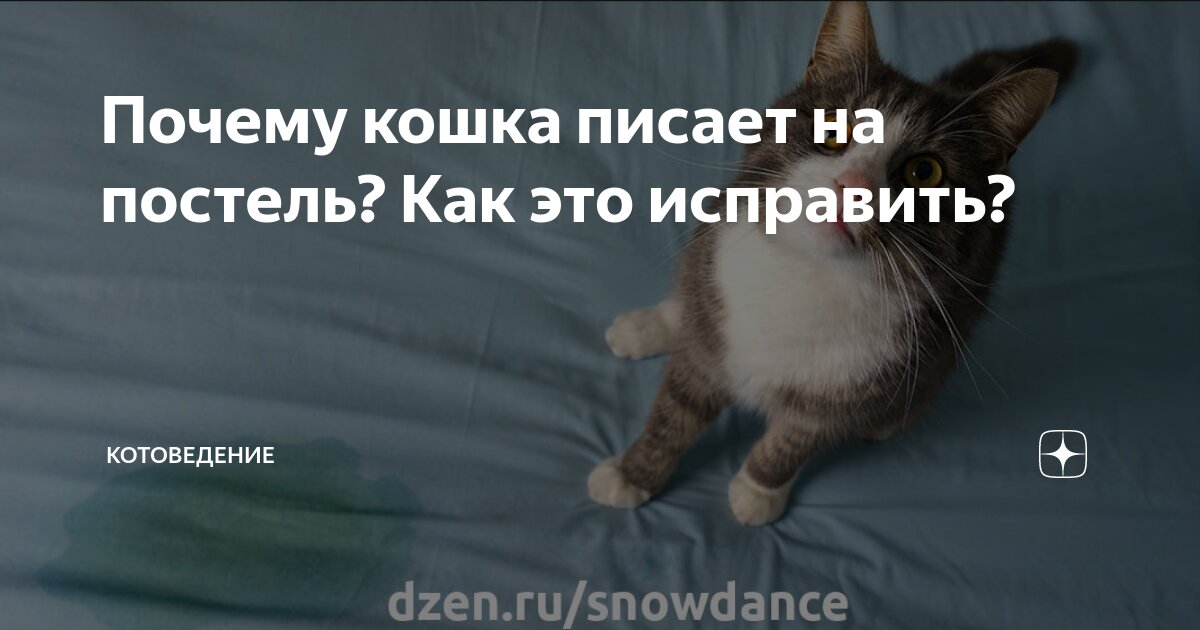 Почему кошка писает мимо лотка, на диван или кровать? Как ее отучить? | КотоВедение | Дзен