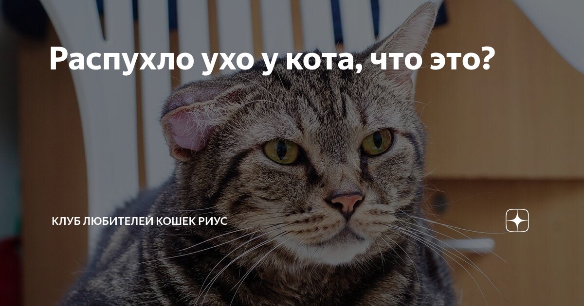 Распухло ухо у кота, что это? | клуб любителей кошек Риус | Дзен