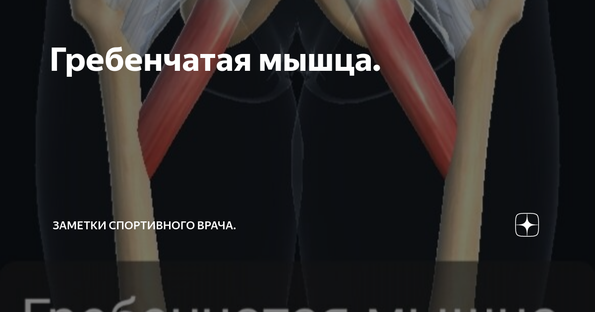 Гребенчатая мышца. | Заметки спортивного врача. | Дзен