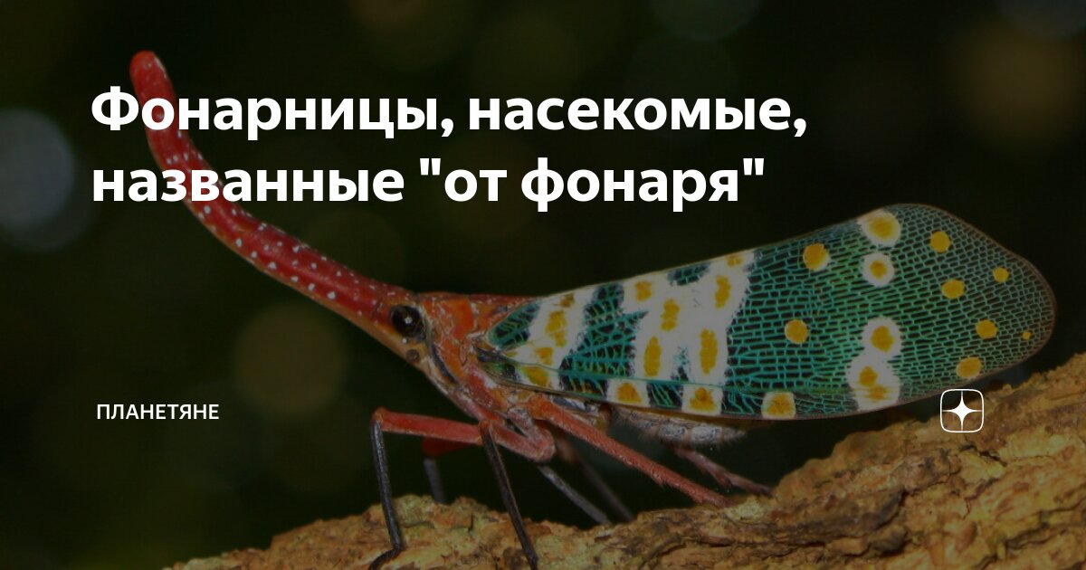 Фонарницы, насекомые, названные "от фонаря" | Планетяне | Дзен