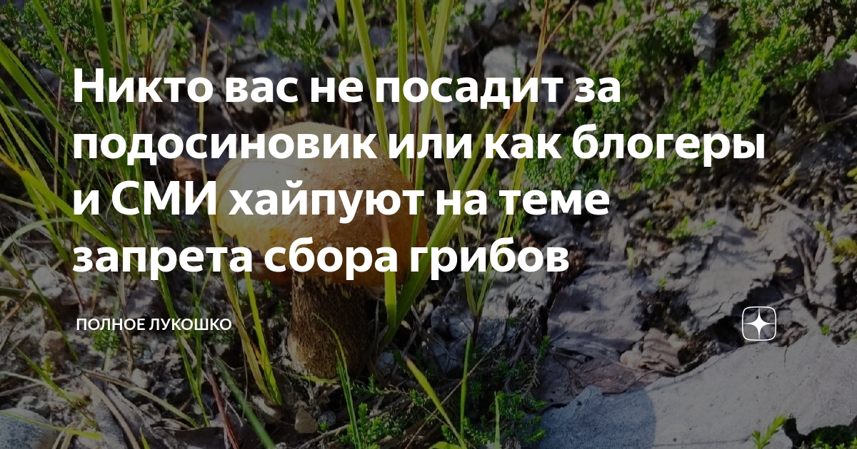 В списке подберезовик: за сбор этих грибов россиян будут сажать на 9 лет в тюрьм