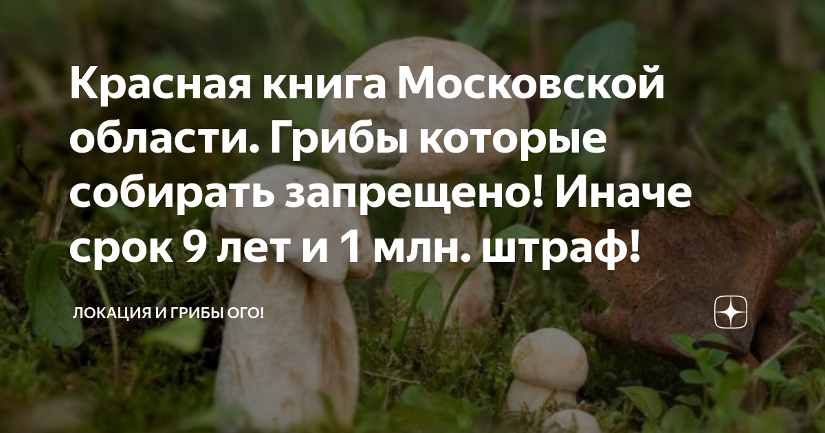 Мухомор в законе: за сбор краснокнижных грибов грозит тюремный срок АиФ–Калининг