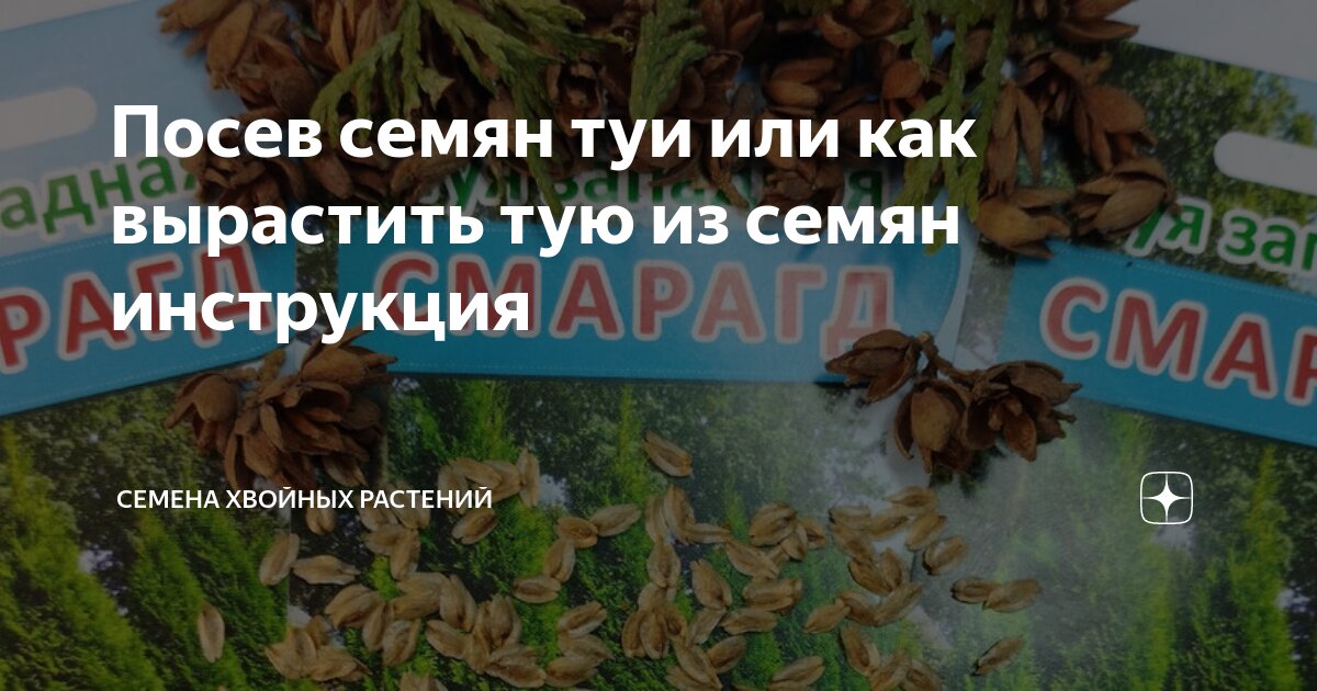 Выращивание туи из семян в домашних условиях, когда сеять на рассаду в и году