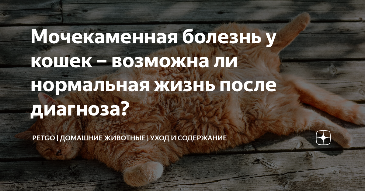 сколько живут коты с мочекаменной болезнью