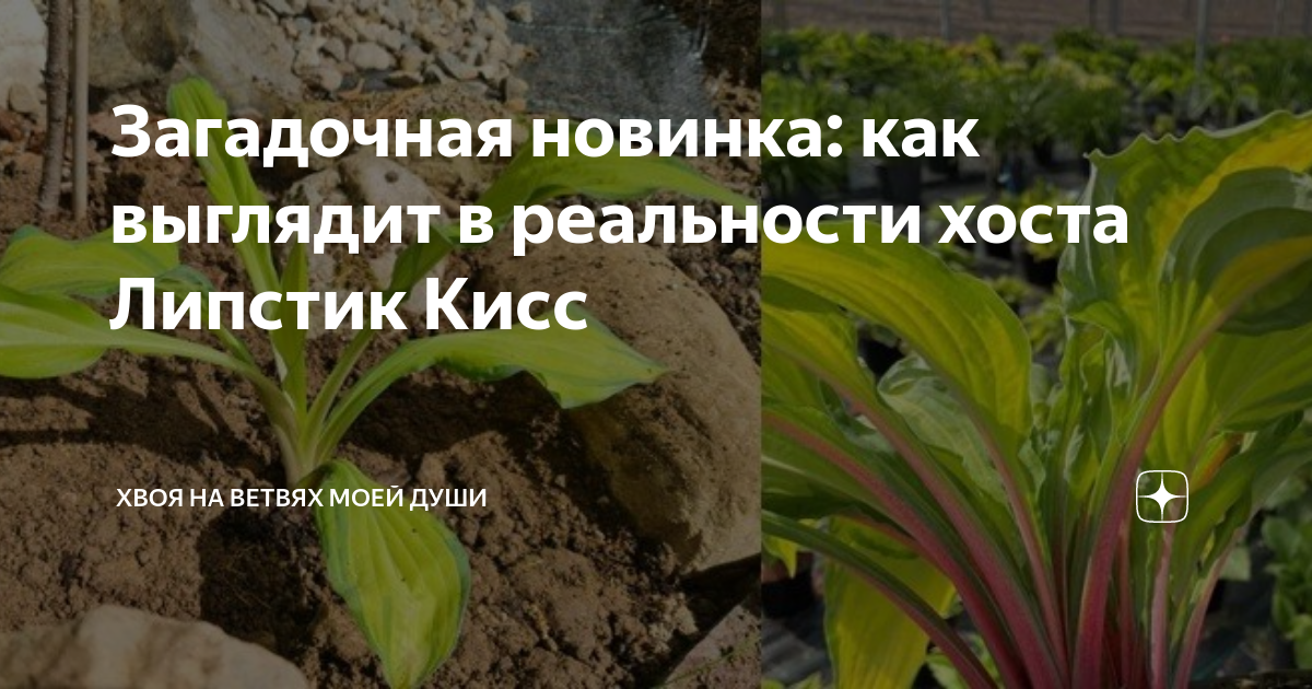 Загадочная новинка: как выглядит в реальности хоста Липстик Кисс | Хвоя ...