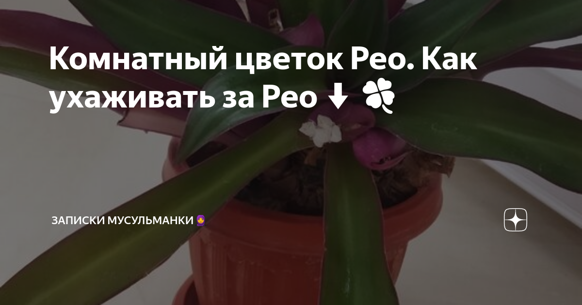 Цветок с библейским именем: Ладья Моисея или Рео