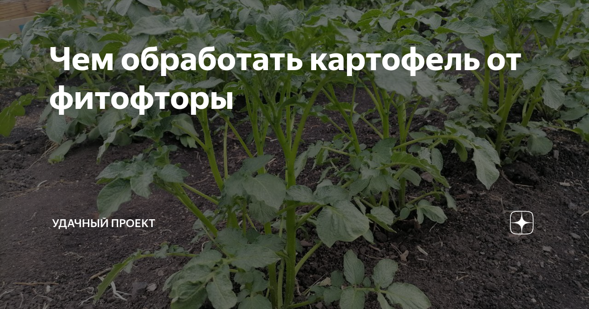 Чем обработать картофель от фитофторы | уДачный проект | Дзен