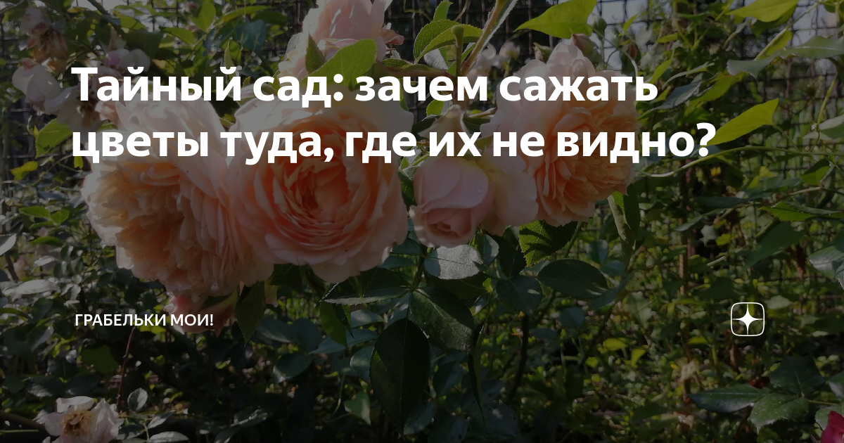Тайный сад: зачем сажать цветы туда, где их не видно? | Грабельки мои ...