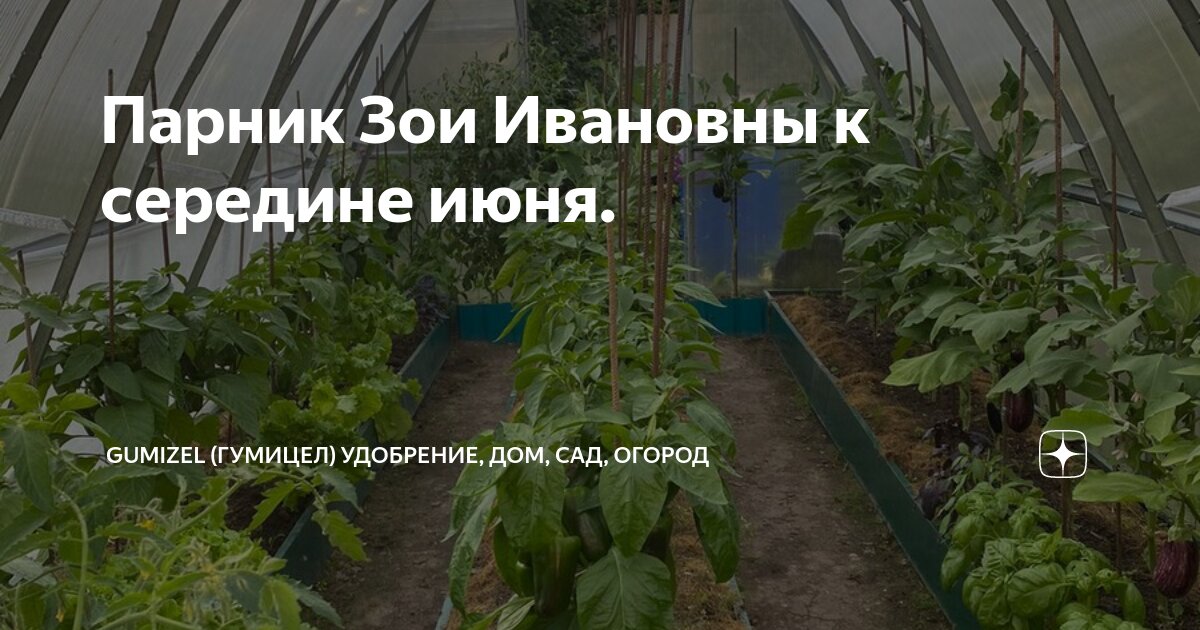 Парник Зои Ивановны к середине июня. | GumiZel (ГумиЦел) удобрение, дом ...