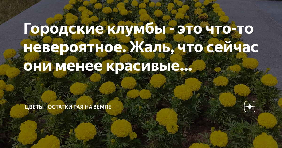 В десяточку: Топ-10 цветов на московских клумбах