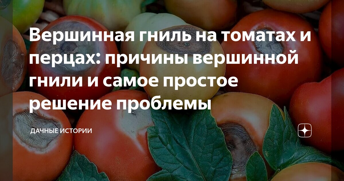 От вершинной гнили чем полить. Помидор забо ле л вершинная гниль. От вершинной гнили чем полить. Хелат кальция для томатов от вершинной гнили. Вершинная гниль на перцах.