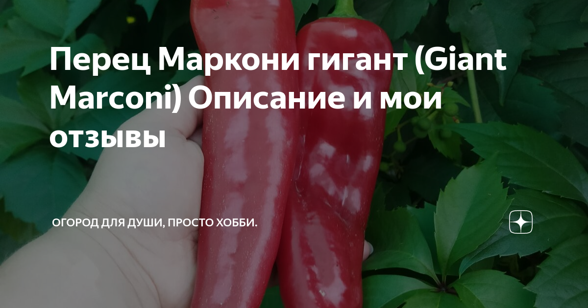 7 сортов длинноплодных перцев, которые я выращивала для запекания. Описание и фо