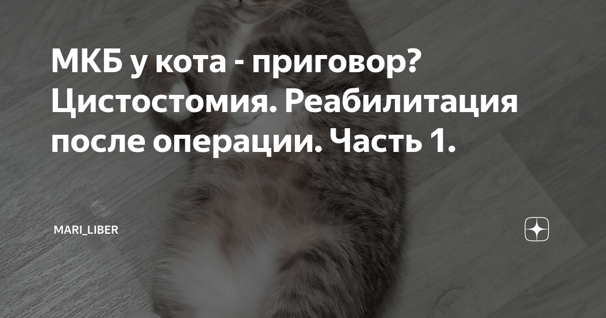 МКБ у кота - приговор?Цистостомия. Реабилитация после операции. Часть 1 ...