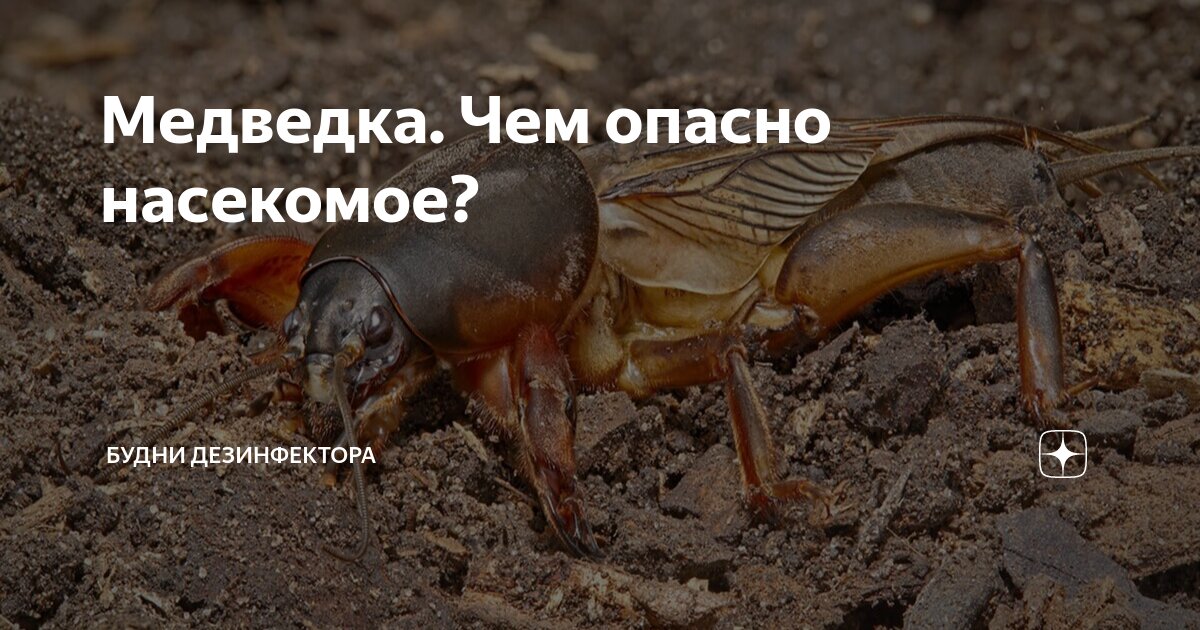 Медведка. Чем опасно насекомое? | Будни дезинфектора | Дзен