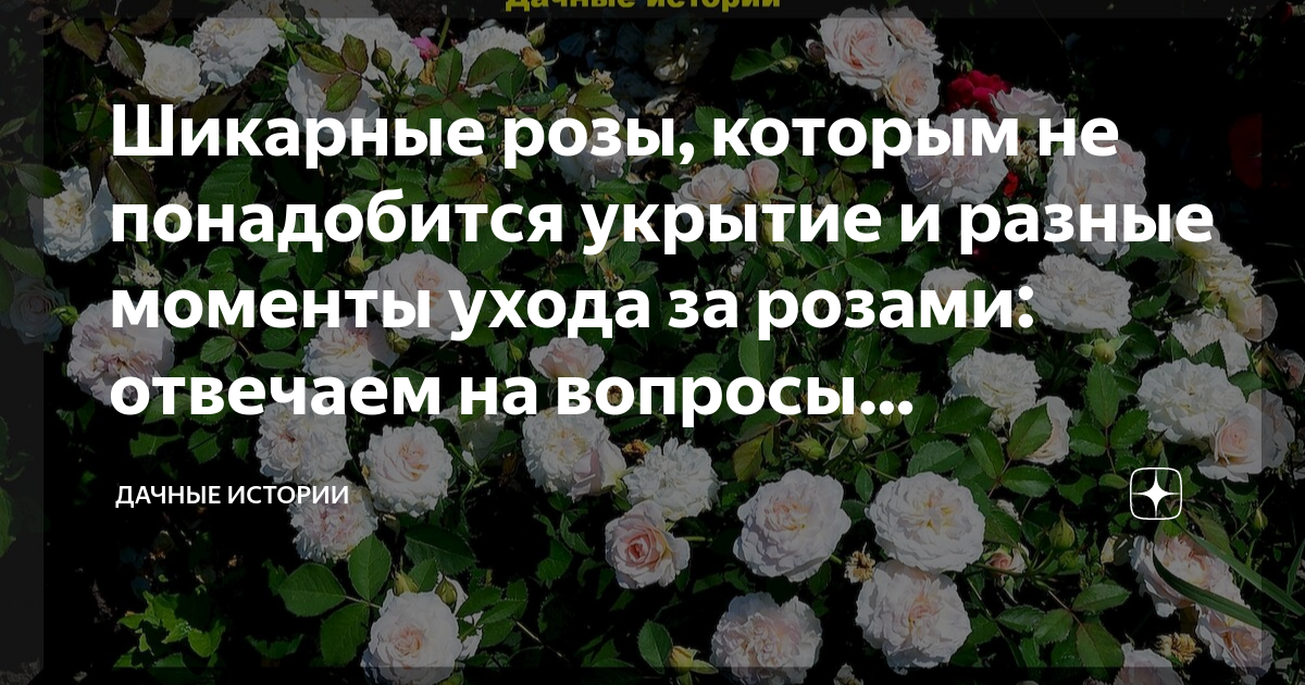 Шикарные розы, которым не понадобится укрытие и разные моменты ухода за ...