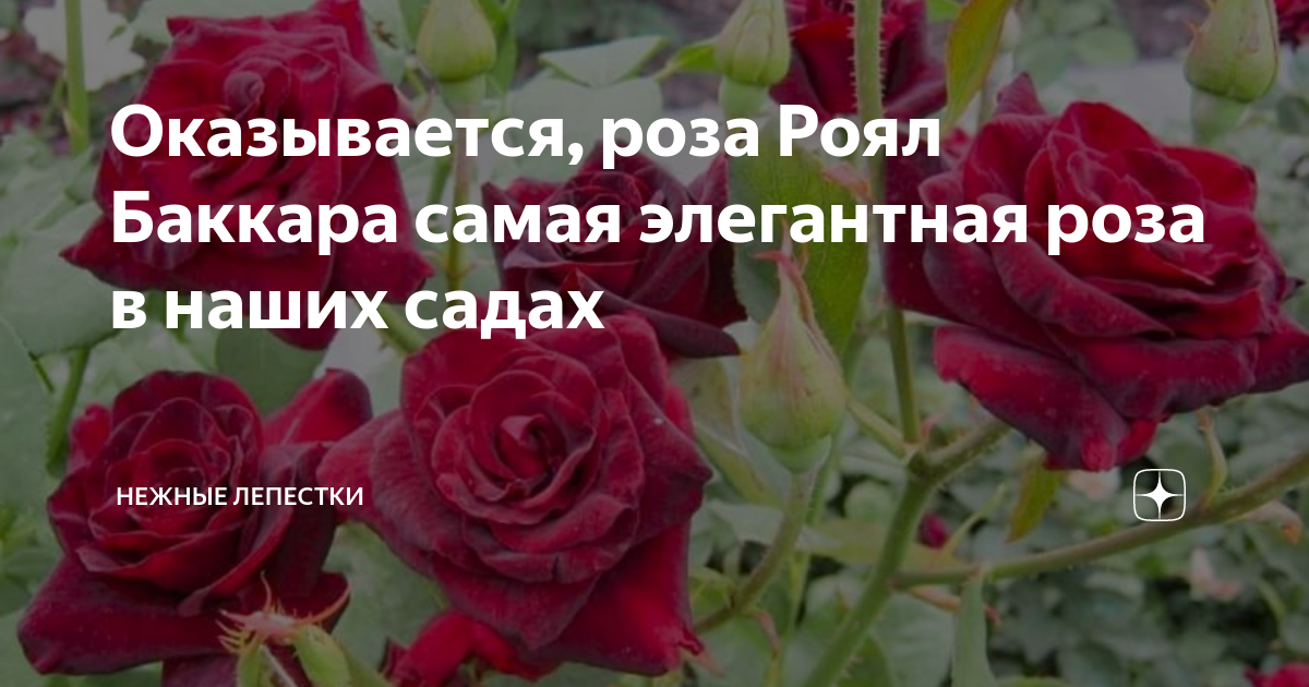 Оказывается, роза Роял Баккара самая элегантная роза в наших садах ...