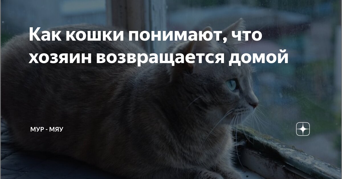 Почему не возвращается кошка. Почему не возвращается кошка