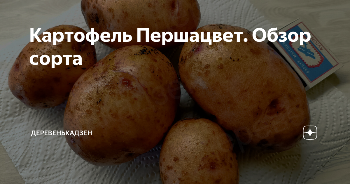Картофель Першацвет. Обзор сорта | Деревенькадзен | Дзен