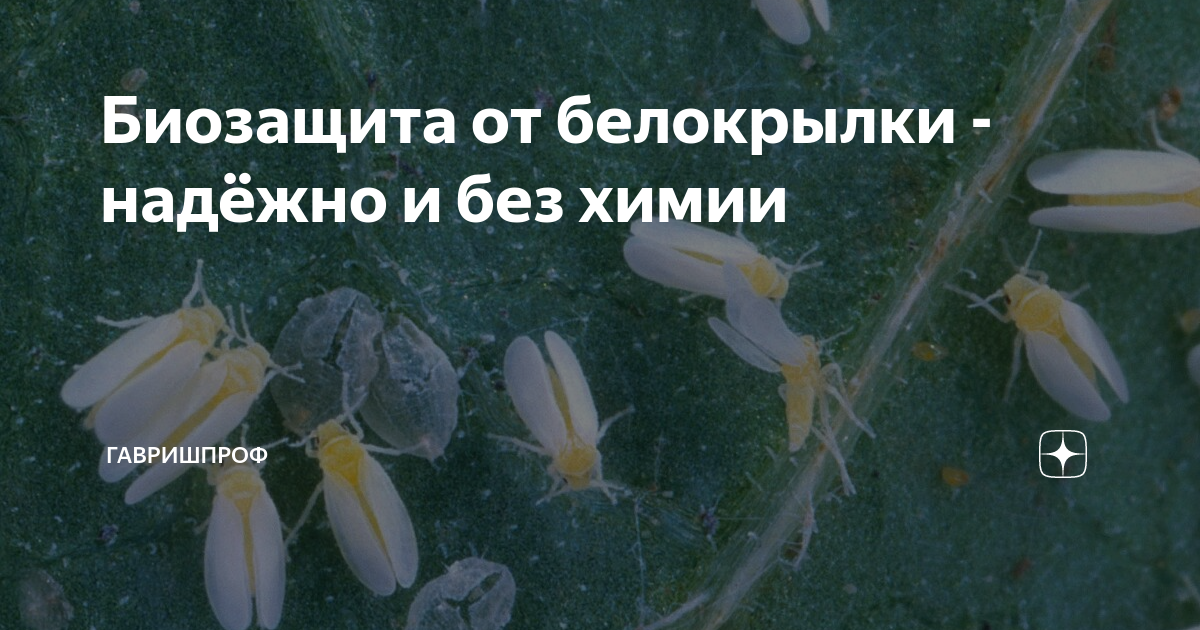 Биозащита от белокрылки - надёжно и без химии | ГавришПроф | Дзен