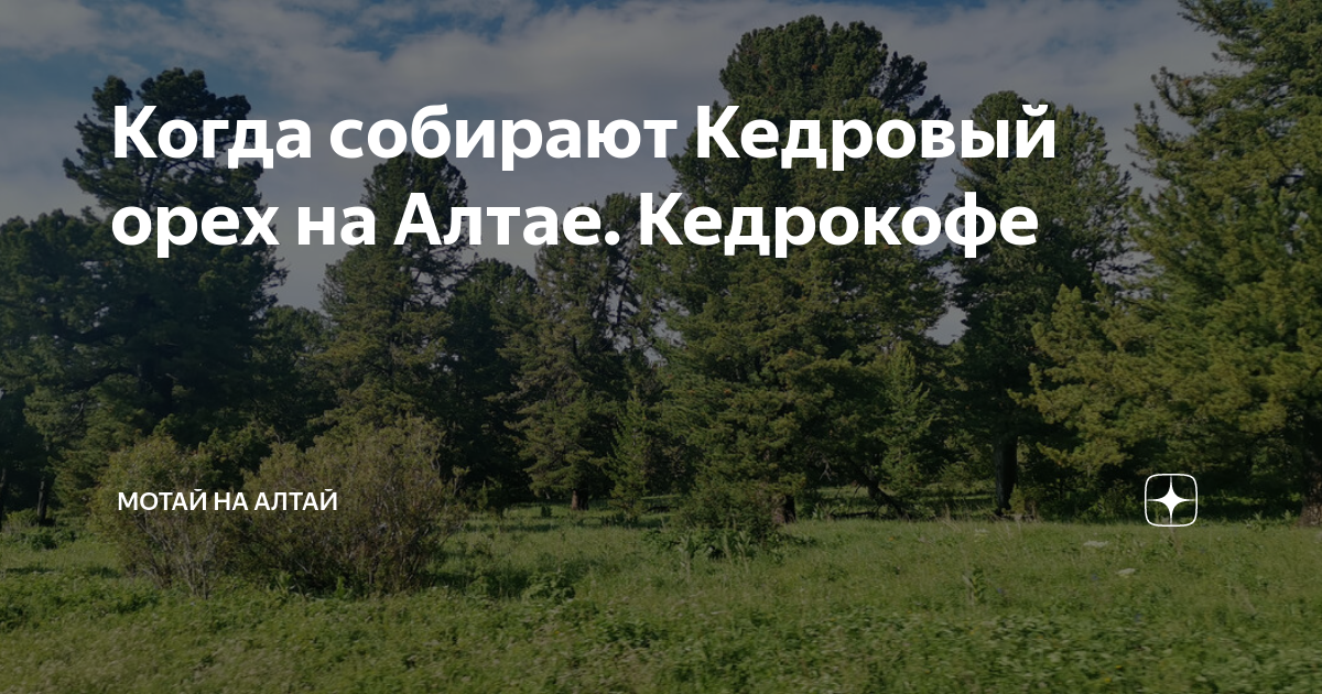 В каком месяце собирают кедровые орехи. В каком месяце собирают кедровые орехи. Сбор семян хвойных. Сбор кедрового ореха. В каком месяце собирают кедровые орехи.