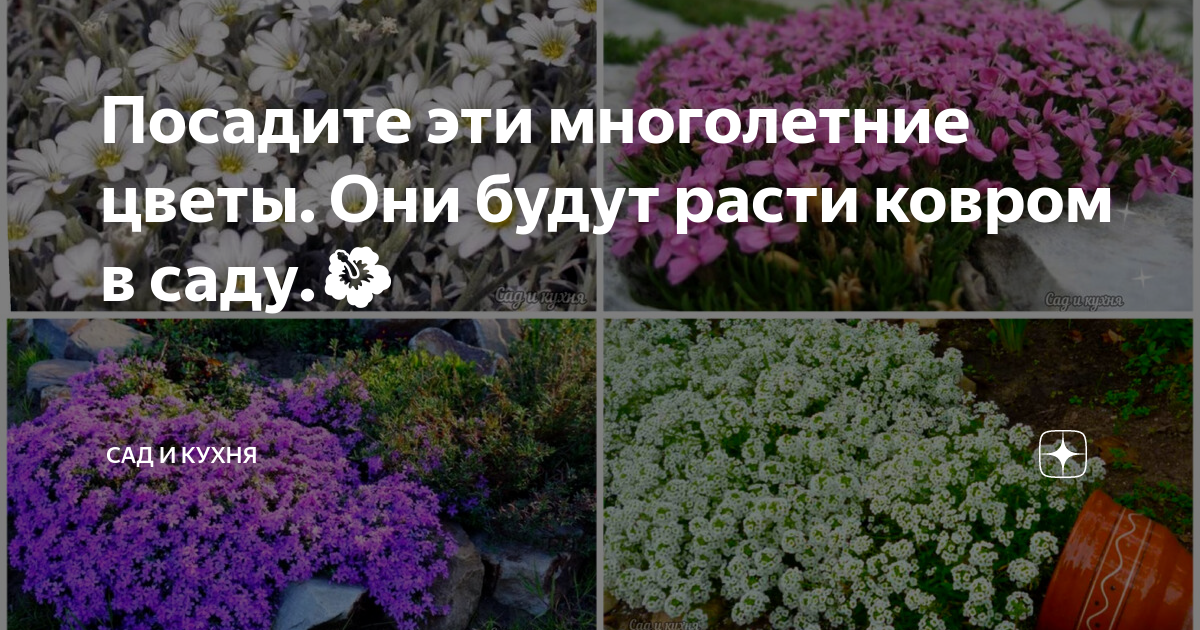 Посадите эти многолетние цветы. Они будут расти ковром в саду.🌺 | Сад и ...