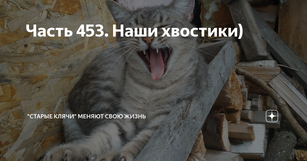 Часть 453. Наши хвостики) | "Старые клячи" | Дзен