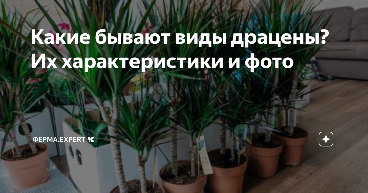 Драцена - Dracaena: фото, условия выращивания, уход и размножение | цветы-шары-ульяновск.рф