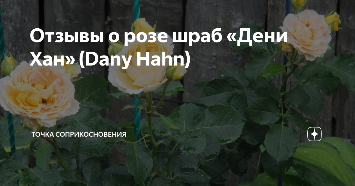 Саженцы Роза Дэни Хан купить по цене 570 руб. в Москве с доставкой из питомника