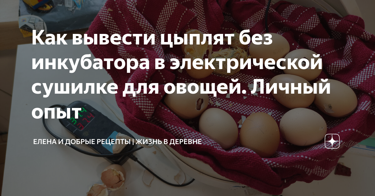 Правильная инкубация куриных яиц: технология и режимы