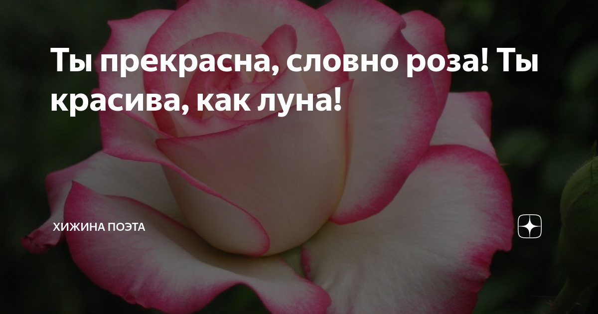 Купить саженцы Чайно-гибридной розы с доставкой без предоплаты