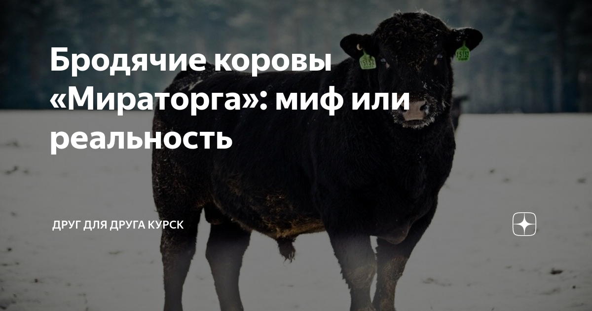 Бродячие коровы «Мираторга»: миф или реальность | Друг для друга Курск