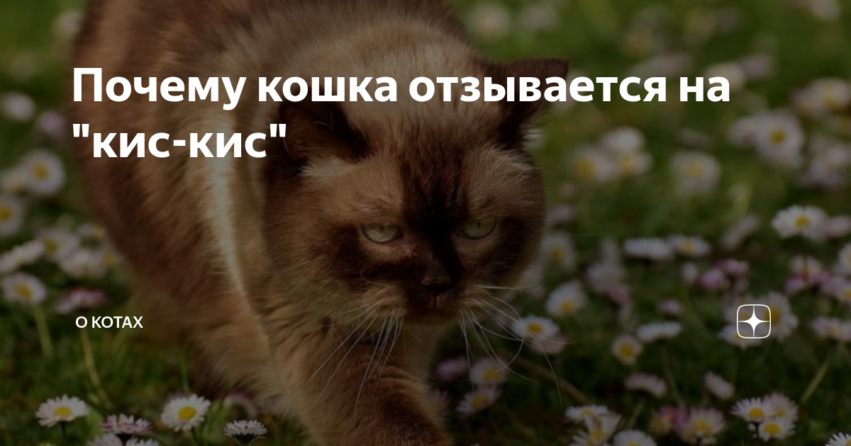 Почему кошка отзывается