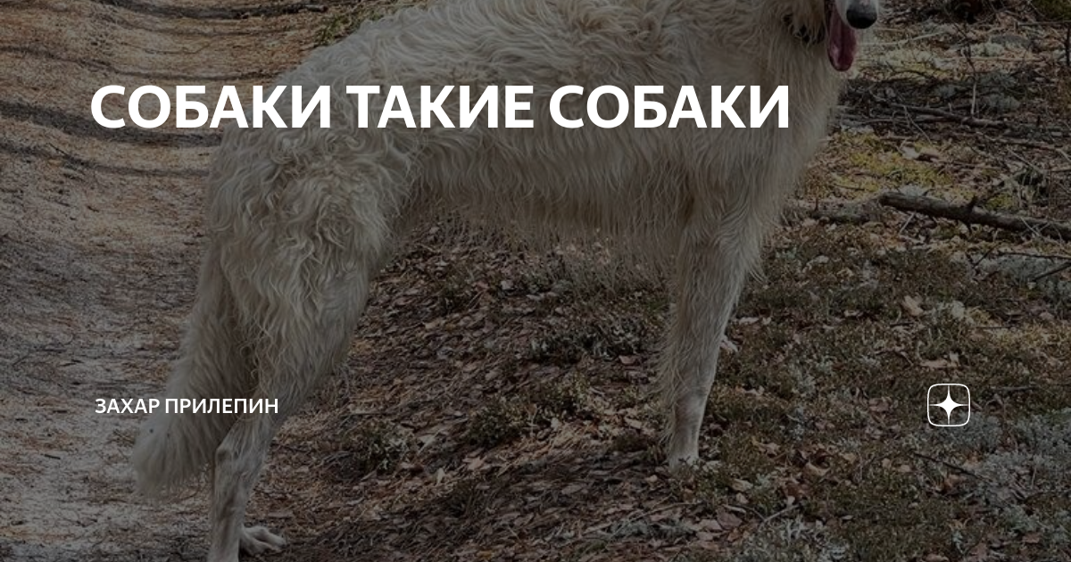 СОБАКИ ТАКИЕ СОБАКИ | Захар Прилепин | Дзен