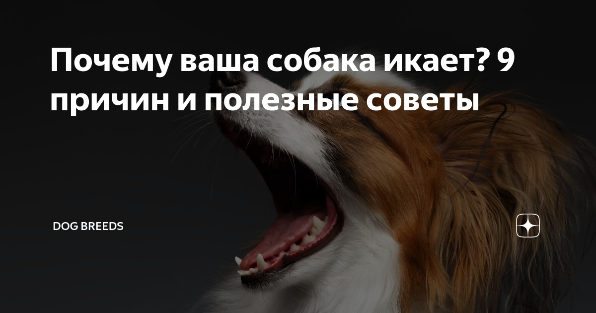 Икота у собаки. Собака икает.