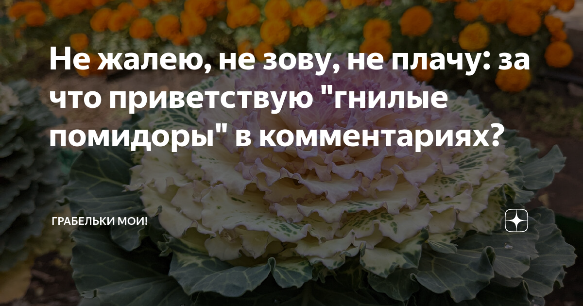 Не жалею, не зову, не плачу: за что приветствую "гнилые помидоры" в ...