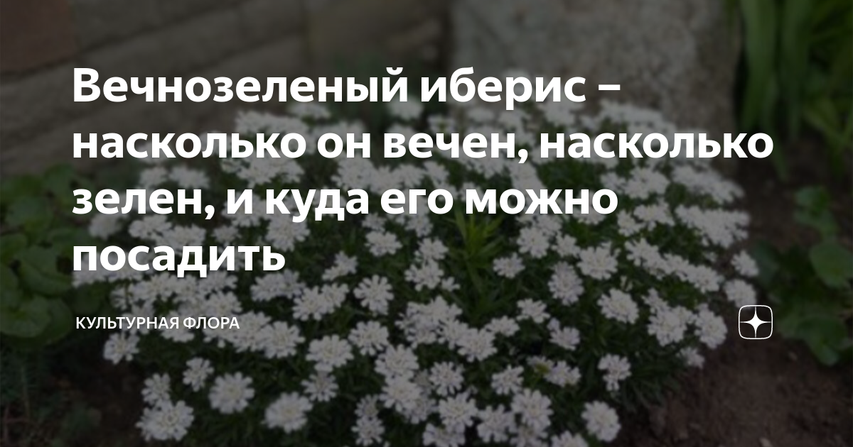 Как правильно сделать парник для перцев своими руками