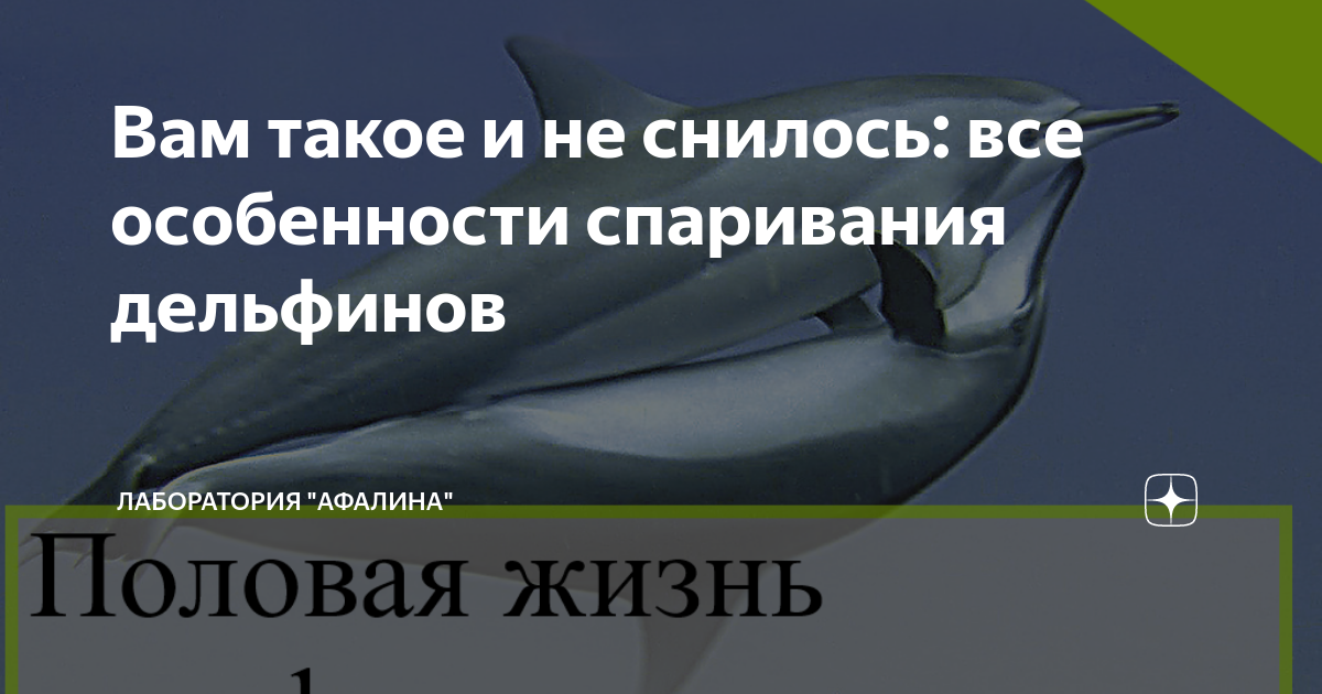 Вам такое и не снилось: все особенности спаривания дельфинов | Лаборатория 