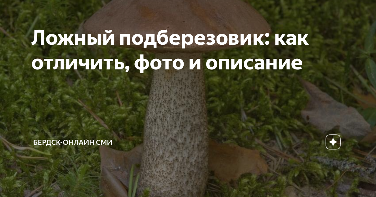 Ложный подберезовик фото и описание. Подберёзовик обыкновенный ложный. Ложный ложный подберёзовик. Грибы двойники подосиновика. Ложный подберезовик фото и описание.