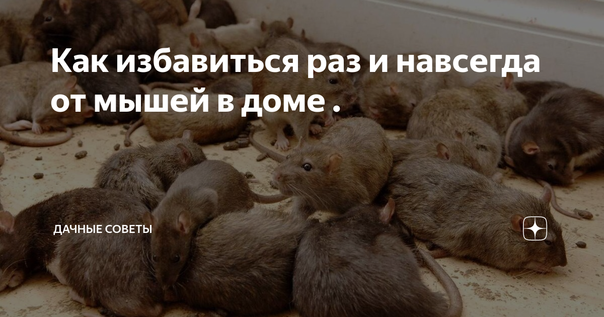 Как избавиться раз и навсегда от мышей в доме . | Дачные советы | Дзен