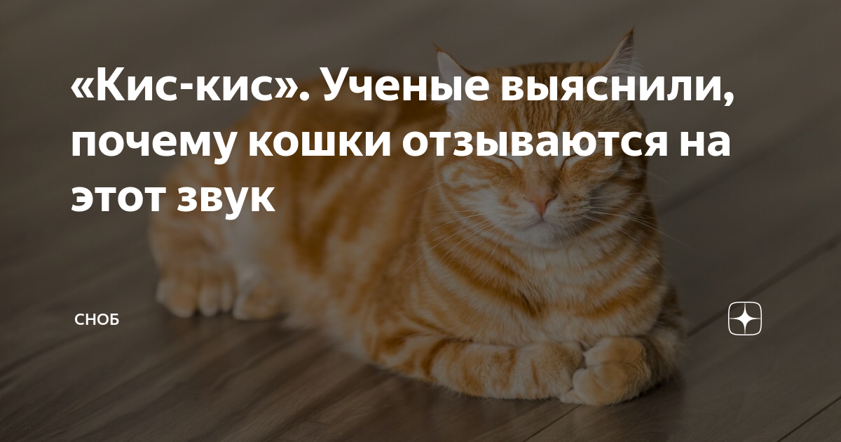 Почему кошка отзывается