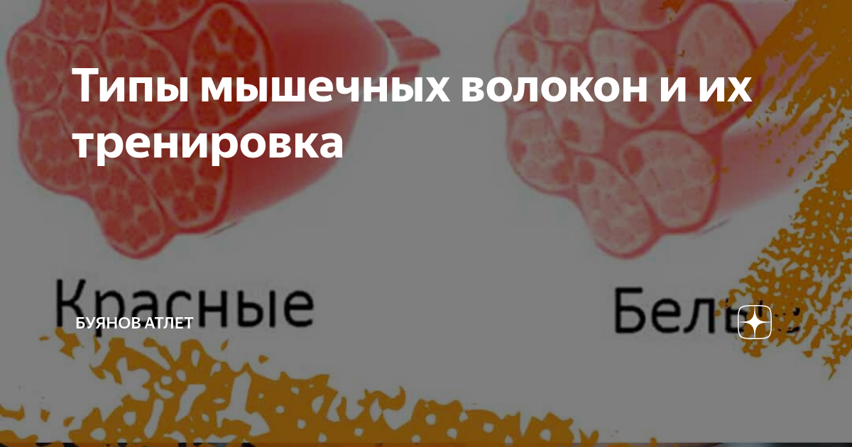Первые исследования тренировок для разных типов мышечных волокон