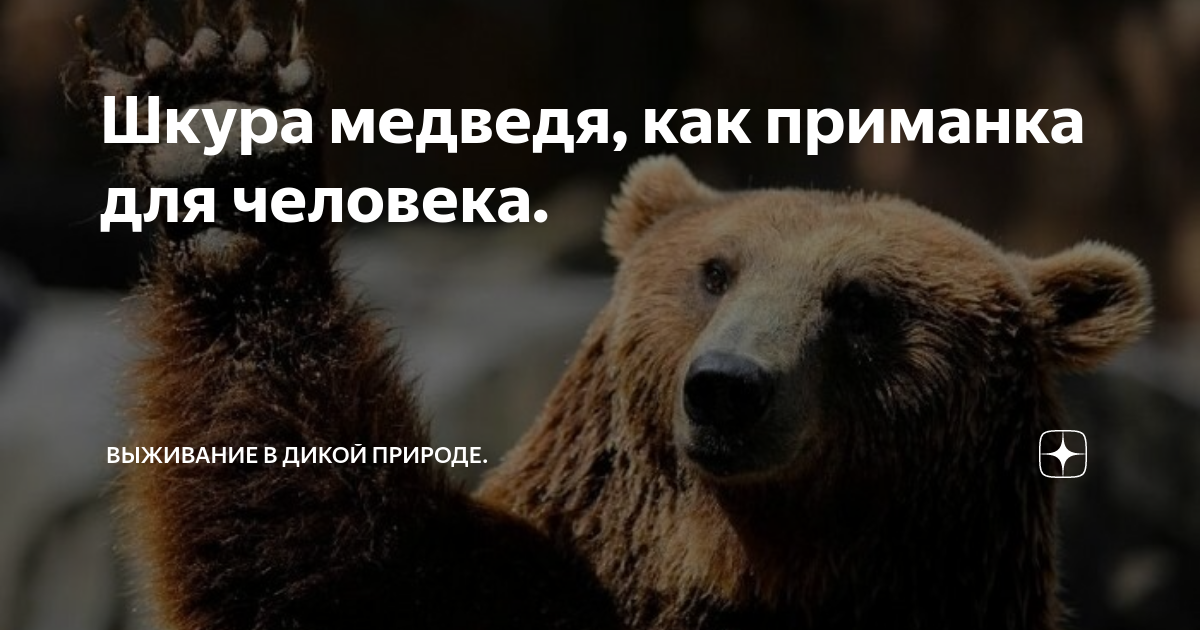 Как снять шкуру медведя правильно Ковёр из шкуры медведя без головы размером 210 см с доставкой в СПБ