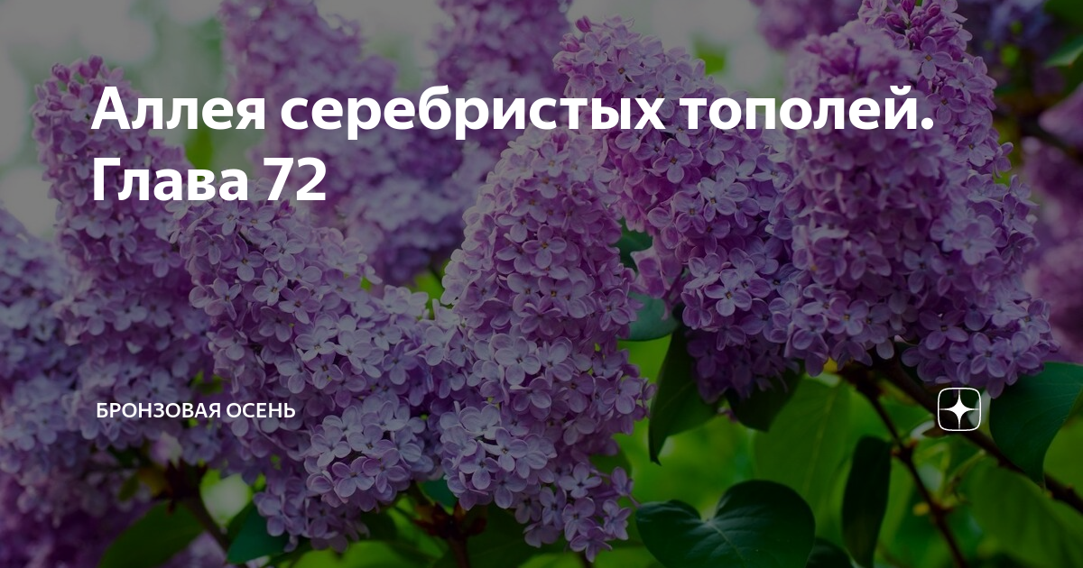 Цветы сирени при диабете. Обложка альбома когда зацветёт сирень. Полезность сирени от диабета. Сирень предложение из слов.